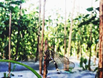 Close-up of grasshopper on tree