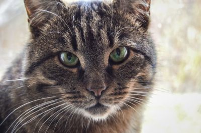 Close-up portrait of a cat