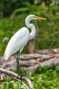 Great egret perching on branch