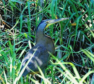 Close-up of bird amidst grass on field