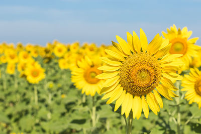 Close-up of sunflower on field