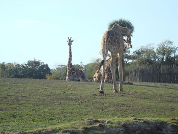 View of horse on field against sky