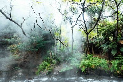 Scenic view of forest