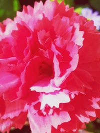 Close-up of pink flower