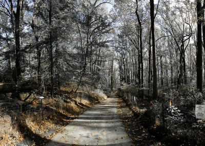 Trees in forest against sky