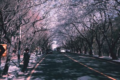 View of cherry trees along road