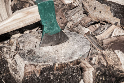 Close-up of log on wood in forest