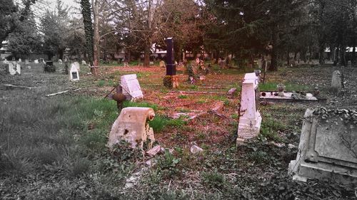 Trees in cemetery