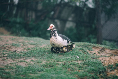 Duck on grass