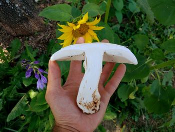 Close-up of hand holding plant