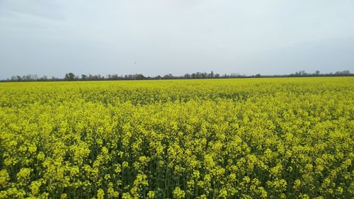 Crop growing in field