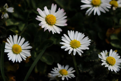 Close-up of daisy flowers