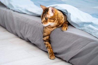 Cute bengal cat lies under blanket on the bed. cat in bed concept.