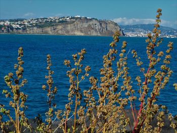 Plants by sea against sky