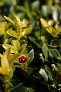 Close-up of plant