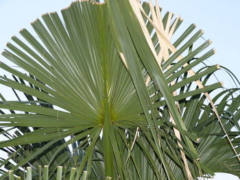 Low angle view of palm trees