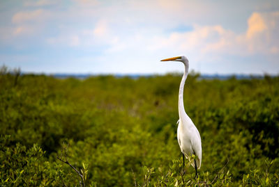 White bird on a field