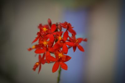 Close-up of red flowers