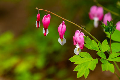 Close-up of pink flowering plant