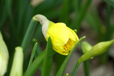 Close-up of yellow rose flower