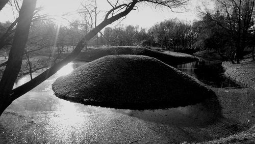 Reflection of trees in water