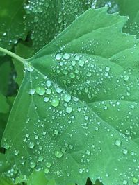 Close-up of raindrops on leaves