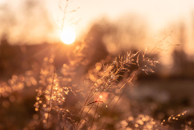 Close-up of stalks against sunset