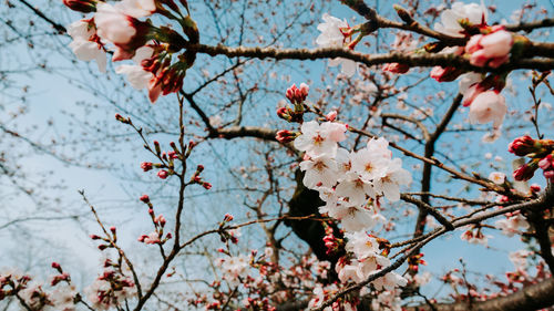 Low angle view of cherry blossom