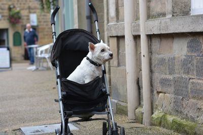 Portrait of dog sitting outdoors