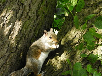 Squirrel on tree trunk