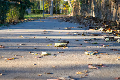 Surface level of dry leaves on road in city
