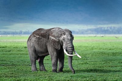 View of elephant on field