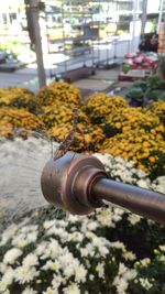 Close-up of yellow flower on plant in city