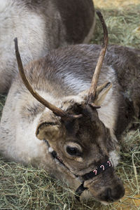 Close-up of horse