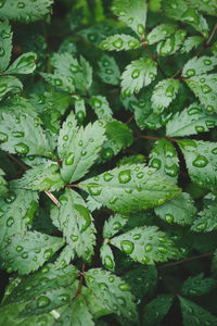 Full frame shot of raindrops on leaves