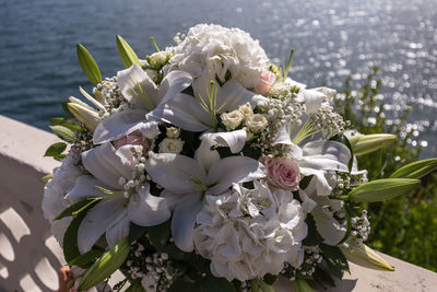 Close-up of white flowering plant