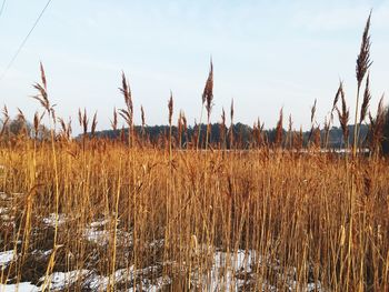 Close-up of plants on field against sky