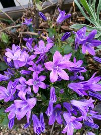 Close-up of purple flowers blooming outdoors