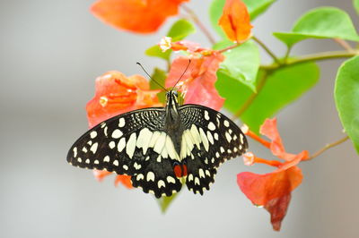 Close-up of butterfly on orange flower