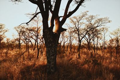 Bare tree on field against sky