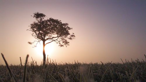 Silhouette tree on field against sky at sunset