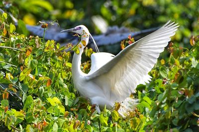 Close-up of white bird on tree