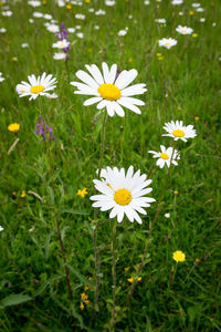 Close-up of daisy flowers blooming in field