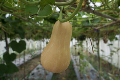 Close-up of butternut squash hanging on tree