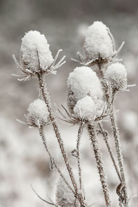 Dried wild teasel flower heads covered with hoarfrost on a cold  winter day.