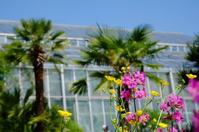 Close-up of pink flowering plant against sky