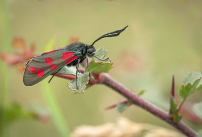 Close-up of butterfly pollinating on flower