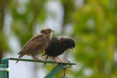 Bird perching on a railing