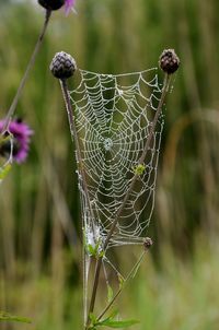 Close-up of spider web
