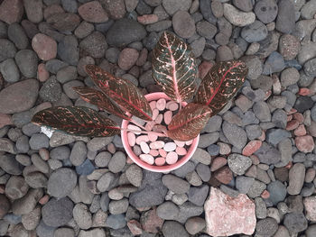 High angle view of stones on stone